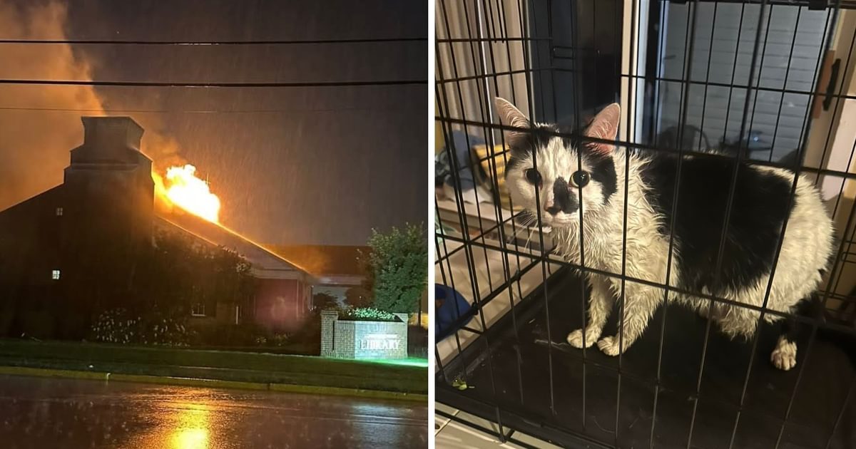 Albertville Public Library catches fire after lightning strike; Beloved cat rescued safely